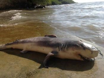 WhatsApp Image 2017-05-19 at 10.34.27 AM